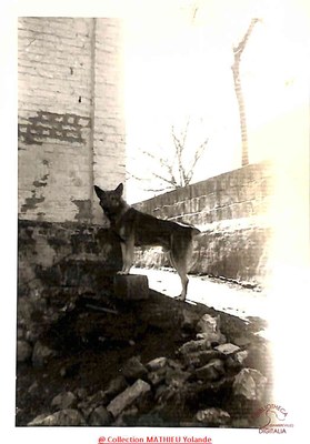 Brigand, le chien de la famille MATHIEU