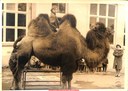 Yolande MATHIEU sur un chameau