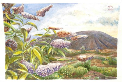 Aquarelle de M. Nestor HENNUY