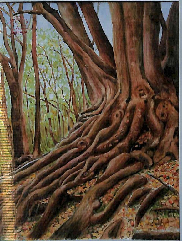 Aquarelle de M. Nestor HENNUY