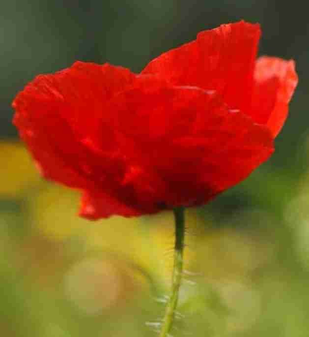 STIMART Louis